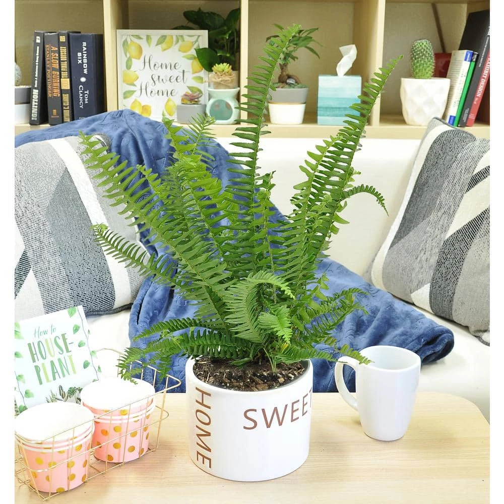 Cheap 🔥 Costa Farms Grower's Choice Fern Plant 6 in. Home Sweet Home Ceramic 🎉 - Image 2