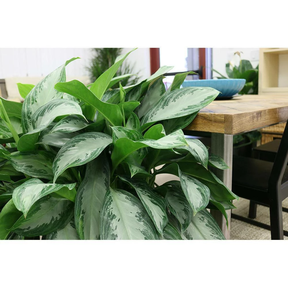 Brand new 😍 Costa Farms Aglaonema, Chinese Evergreen Plant in 9.25 in. White Cylinder Pot and Stand ❤️ - Image 3