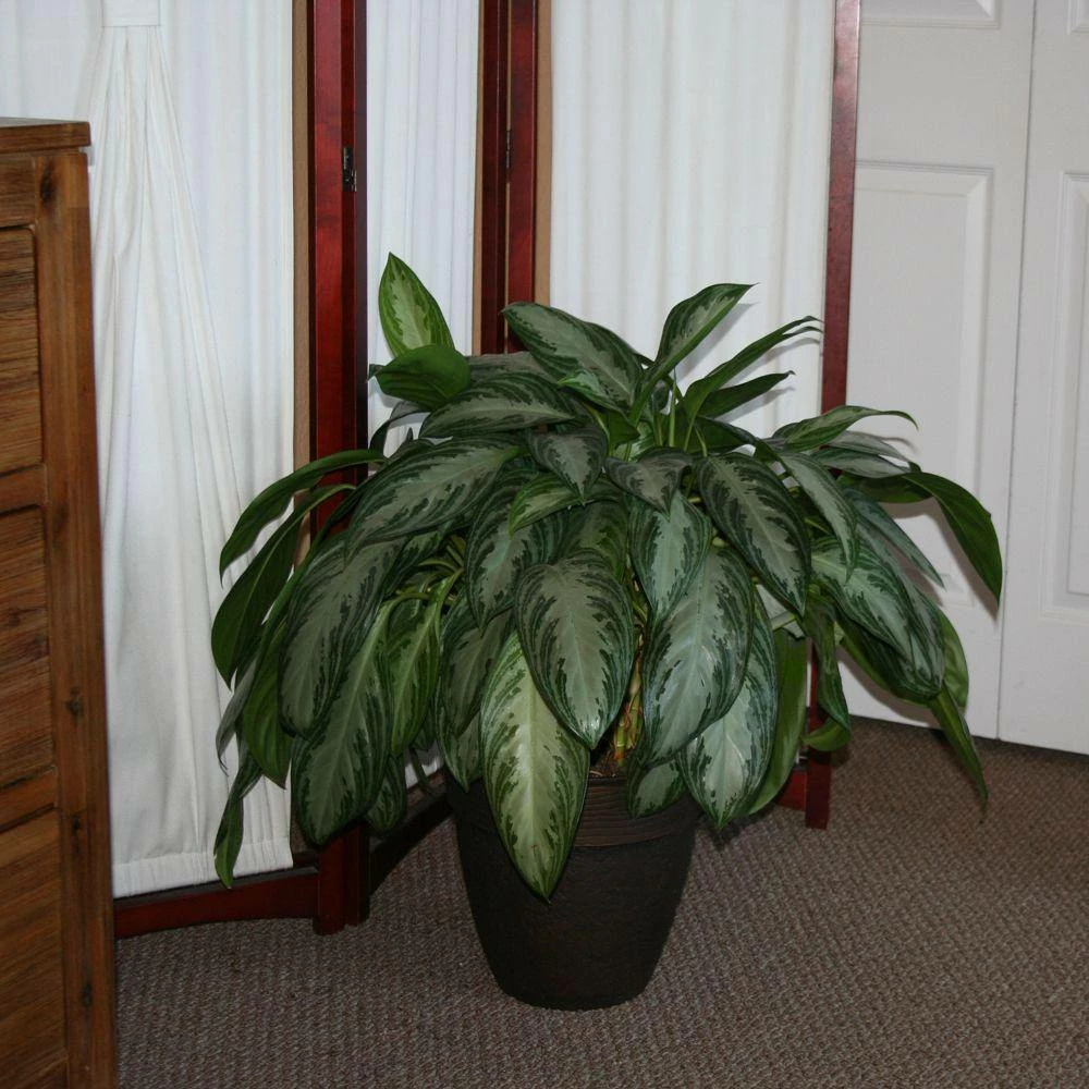 Brand new 😍 Costa Farms Aglaonema, Chinese Evergreen Plant in 9.25 in. White Cylinder Pot and Stand ❤️ - Image 5