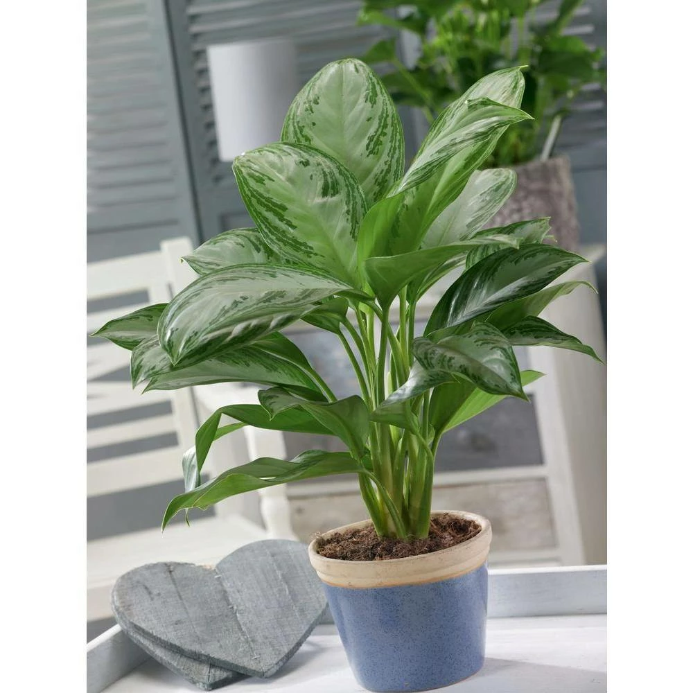 Brand new 😍 Costa Farms Aglaonema, Chinese Evergreen Plant in 9.25 in. White Cylinder Pot and Stand ❤️ - Image 2