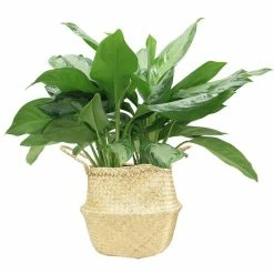 Deals 😀 Costa Farms 9.25 in. Aglaonema, Chinese Evergreen Plant in Natural Decor Basket 😀