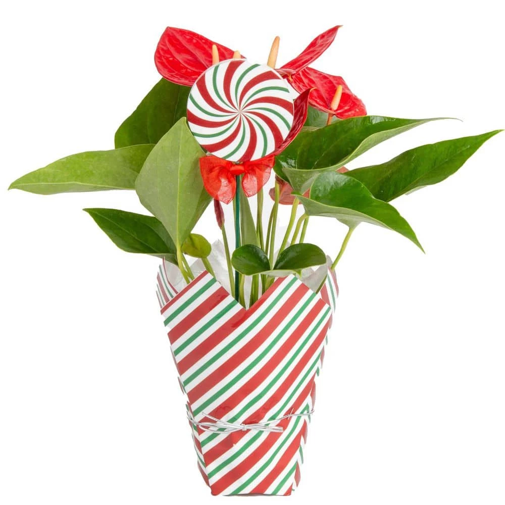 Buy 🥰 Costa Farms Anthurium Plant in 4 in. 🍬 Candy Stripe Wrap ⭐