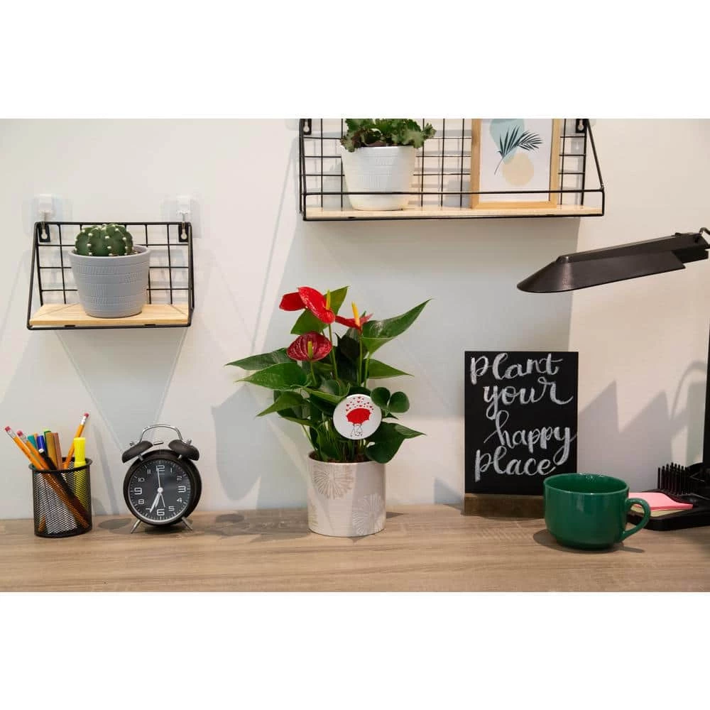 Budget 😀 Costa Farms Blooming Anthurium Plant in 4 in. Premium Ceramic Pot 🔥 - Image 4