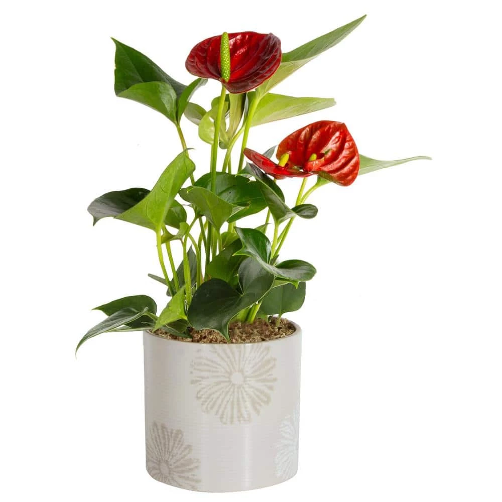 Budget 😀 Costa Farms Blooming Anthurium Plant in 4 in. Premium Ceramic Pot 🔥