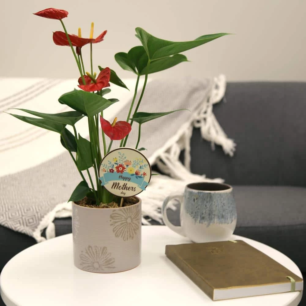 Budget 😀 Costa Farms Blooming Anthurium Plant in 4 in. Premium Ceramic Pot 🔥 - Image 2