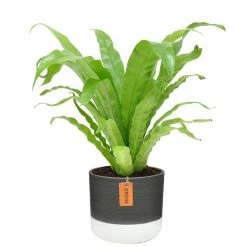 Buy 😉 Costa Farms 6 in. Bird's Nest Fern Plant in 2 Tone Ceramic 🎉