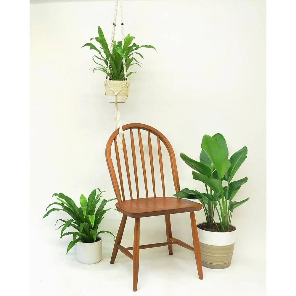 Hot Sale 🛒 Costa Farms Bird's Nest Fern Plant in 6 in. White Cylinder Pot ✨ - Image 3