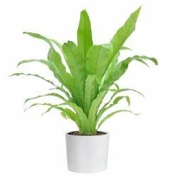 Hot Sale 🛒 Costa Farms Bird's Nest Fern Plant in 6 in. White Cylinder Pot ✨