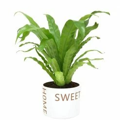 Outlet 💯 Costa Farms Bird's Nest Fern Plant in 6 in. Home Sweet Home Ceramic ✨