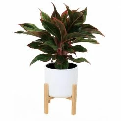 Buy 😀 Costa Farms 6 in. Siam Aurora Red Aglaonema, Chinese Evergreen Plant in White Mid Century Planter and Stand 😍