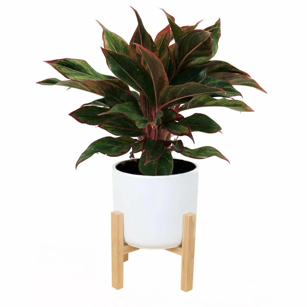 Buy ๐ Costa Farms 6 in. Siam Aurora Red Aglaonema, Chinese Evergreen Plant in White Mid Century Planter and Stand ๐