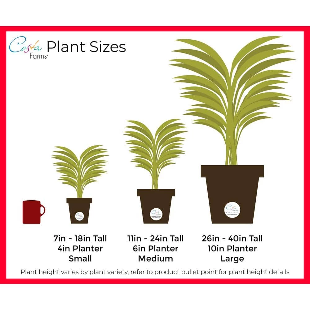 Buy ๐ Costa Farms 6 in. Siam Aurora Red Aglaonema, Chinese Evergreen Plant in White Mid Century Planter and Stand ๐ - Image 3
