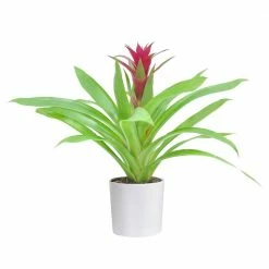 Wholesale 👏 Costa Farms 4 in. Bromeliad Plant Grower's Choice Colors in White Pot 🔔