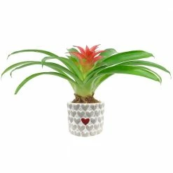 Outlet 🛒 Costa Farms Bromeliad Plant Grower's Choice Colors in 4 in. Decor Pot 🔥
