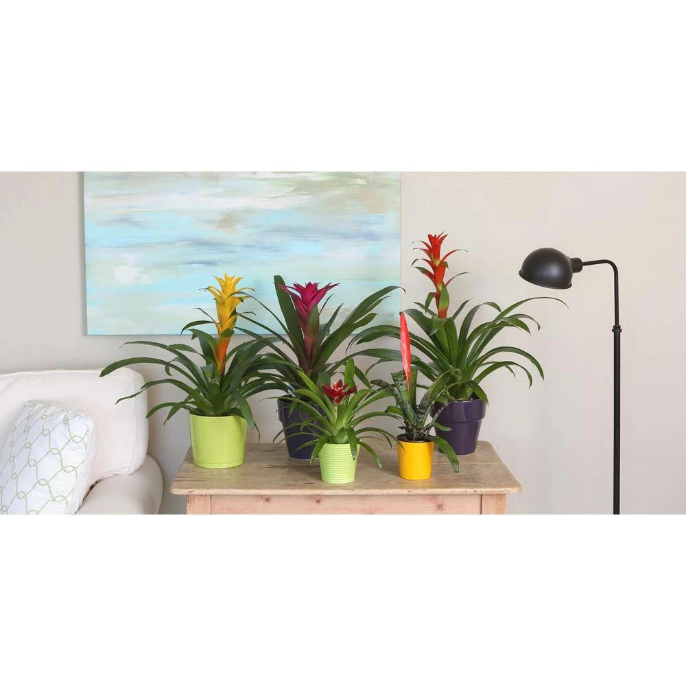 Outlet ๐ Costa Farms Bromeliad Plant Grower's Choice Colors in 4 in. Home Sweet Home Ceramic ๐ - Image 4