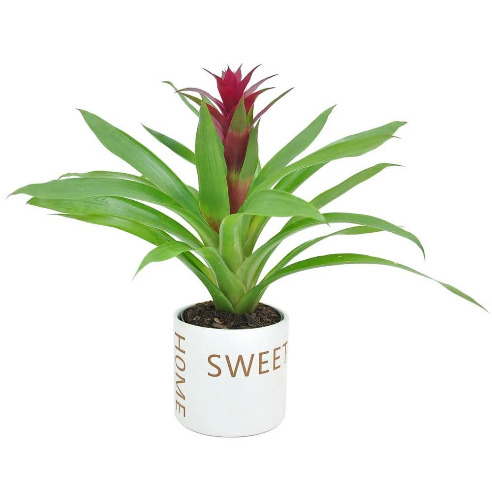 Outlet ๐ Costa Farms Bromeliad Plant Grower's Choice Colors in 4 in. Home Sweet Home Ceramic ๐