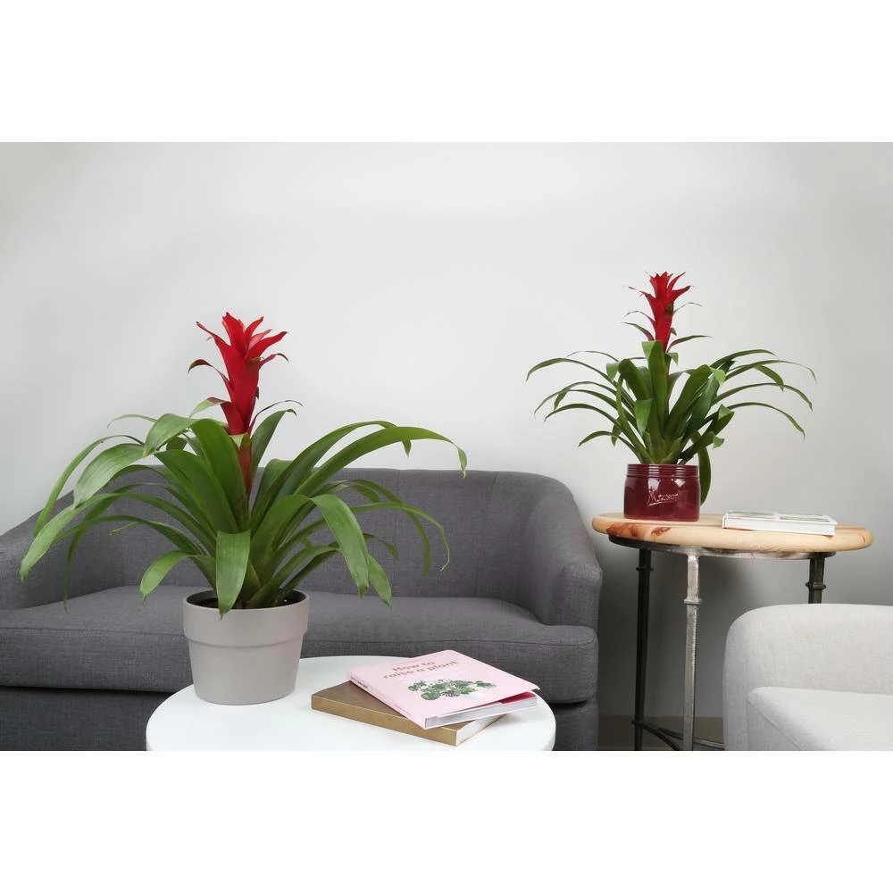 Outlet ๐ Costa Farms Bromeliad Plant Grower's Choice Colors in 4 in. Home Sweet Home Ceramic ๐ - Image 3