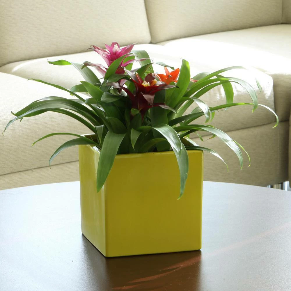 Outlet ๐ Costa Farms Bromeliad Plant Grower's Choice Colors in 4 in. Home Sweet Home Ceramic ๐ - Image 2