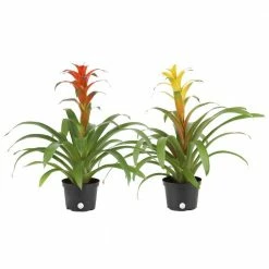 Top 10 💯 Costa Farms Bromeliad Plant Grower's Choice Colors in 6 in. Grower Pot (2-Pack) ✨