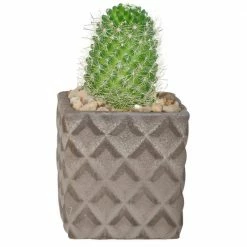 Promo 👍 Costa Farms 2.5 in. Cactus in 2 Tone Ceramic 🧨
