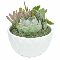 Top 10 😉 Costa Farms 6 in. White Ceramic Cacti and Succulent Garden 🔔