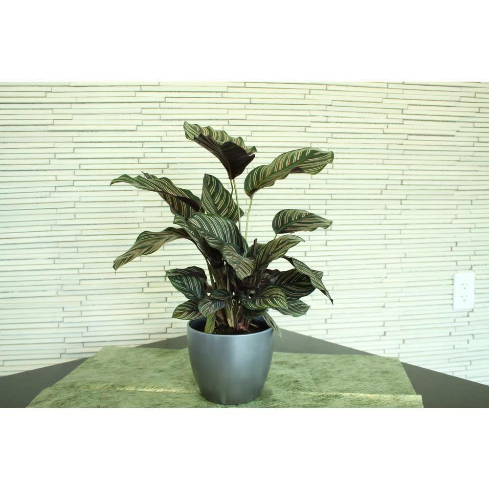 Best Pirce 😉 Costa Farms Grower's Choice Calathea in 6 in. Two Tone Ceramic 🛒 - Image 7