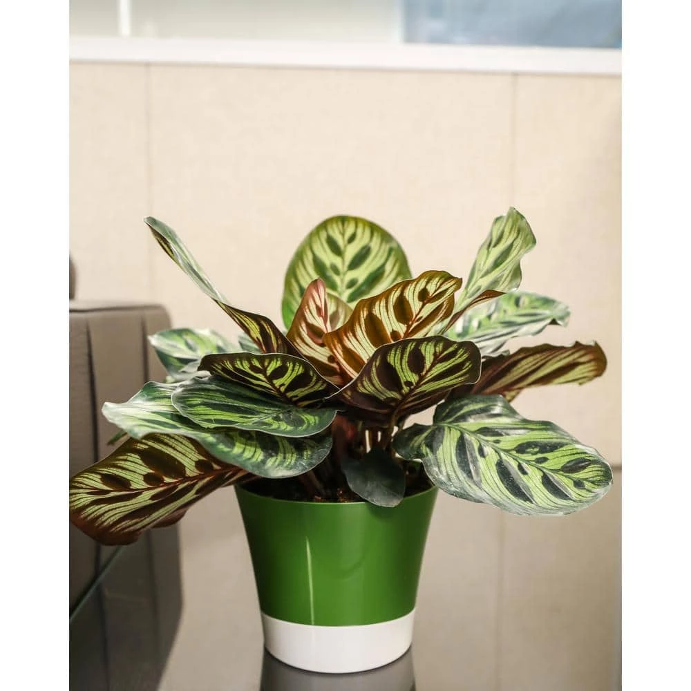 Best Pirce 😉 Costa Farms Grower's Choice Calathea in 6 in. Two Tone Ceramic 🛒 - Image 2