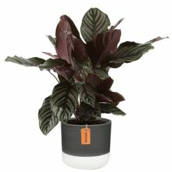 Best Pirce 😉 Costa Farms Grower's Choice Calathea in 6 in. Two Tone Ceramic 🛒