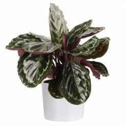 Best reviews of ✔️ Costa Farms Grower's Choice Calathea in 6 in. White Cylinder Pot ✨