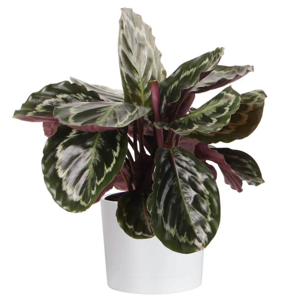 Best reviews of ✔️ Costa Farms Grower's Choice Calathea in 6 in. White Cylinder Pot ✨