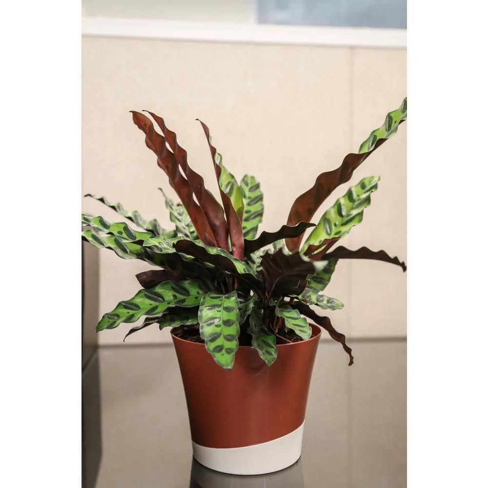 Best reviews of ✔️ Costa Farms Grower's Choice Calathea in 6 in. White Cylinder Pot ✨ - Image 5