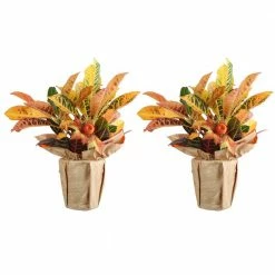 Hot Sale 😍 Costa Farms Croton Petra in Wrap with Pick (2-Pack) 👍