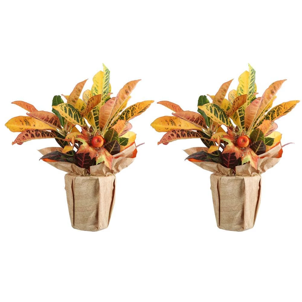 Hot Sale 😍 Costa Farms Croton Petra in Wrap with Pick (2-Pack) 👍