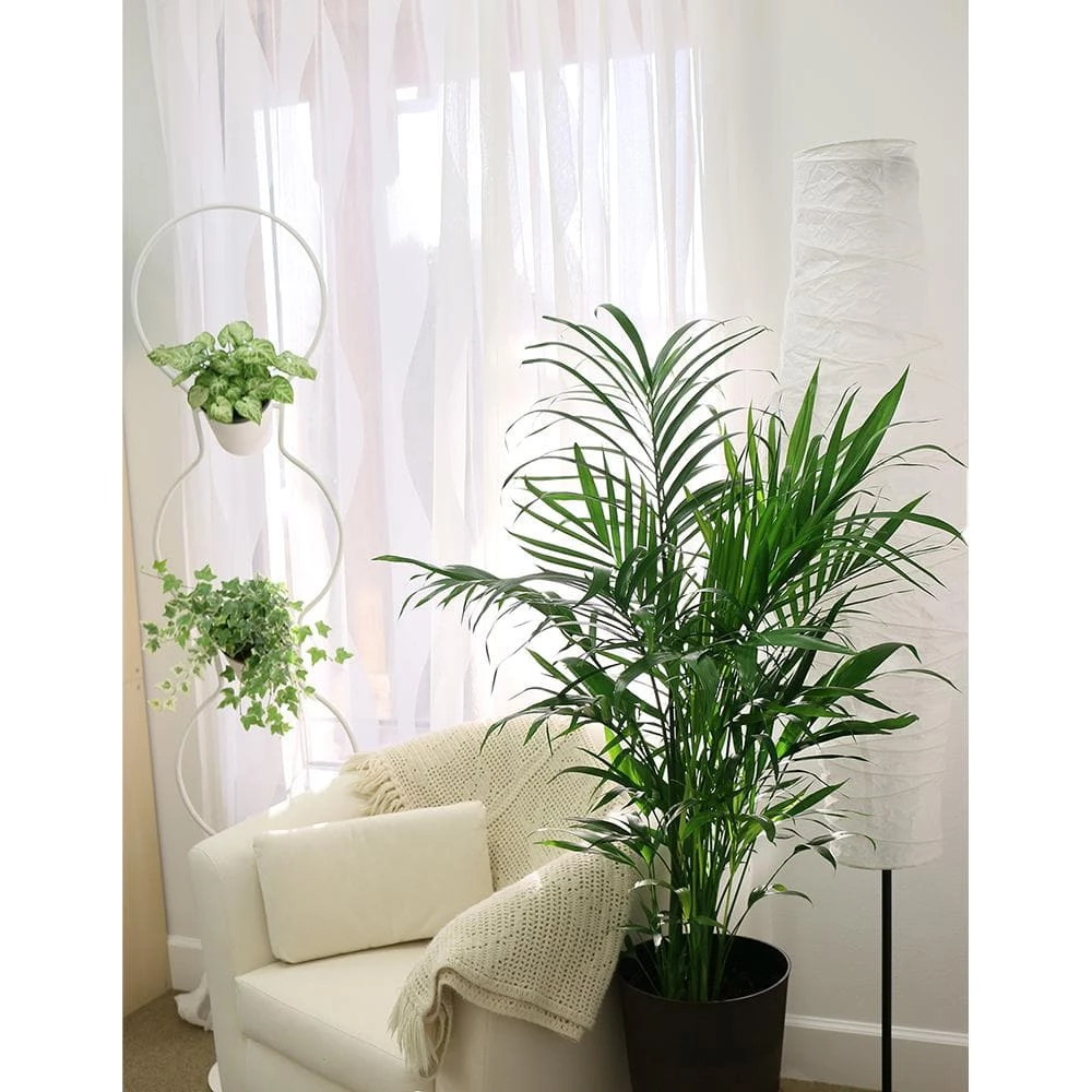 Best Pirce 😀 Costa Farms Cateracterum Palm Cat Palm Plant in 9.25 in. Gray Planter 😍 - Image 5