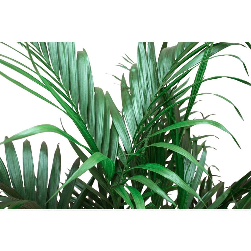 Best Pirce 😀 Costa Farms Cateracterum Palm Cat Palm Plant in 9.25 in. Gray Planter 😍 - Image 6