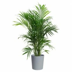 Best Pirce 😀 Costa Farms Cateracterum Palm Cat Palm Plant in 9.25 in. Gray Planter 😍