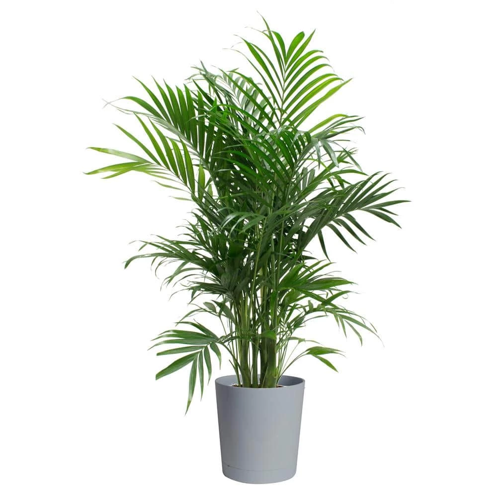Best Pirce 😀 Costa Farms Cateracterum Palm Cat Palm Plant in 9.25 in. Gray Planter 😍