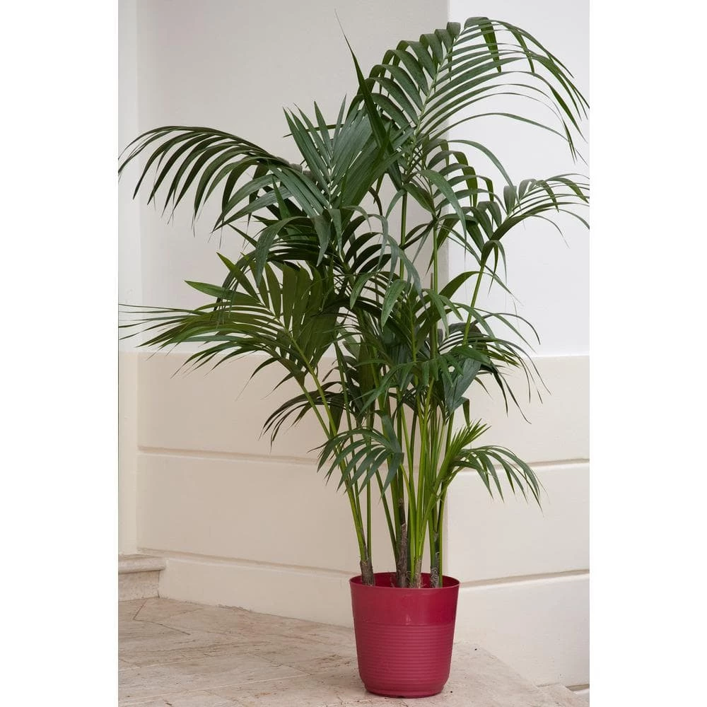 Best Pirce 😀 Costa Farms Cateracterum Palm Cat Palm Plant in 9.25 in. Gray Planter 😍 - Image 8