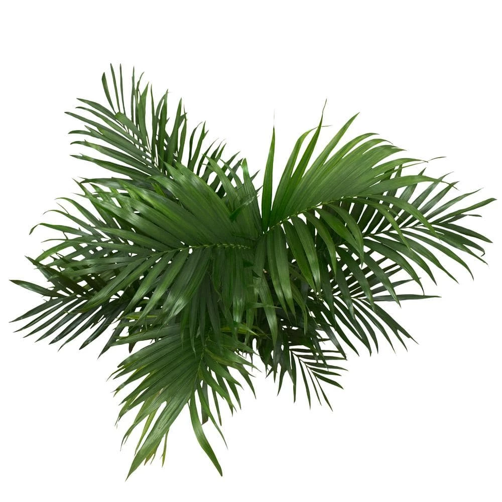 Best Pirce 😀 Costa Farms Cateracterum Palm Cat Palm Plant in 9.25 in. Gray Planter 😍 - Image 2