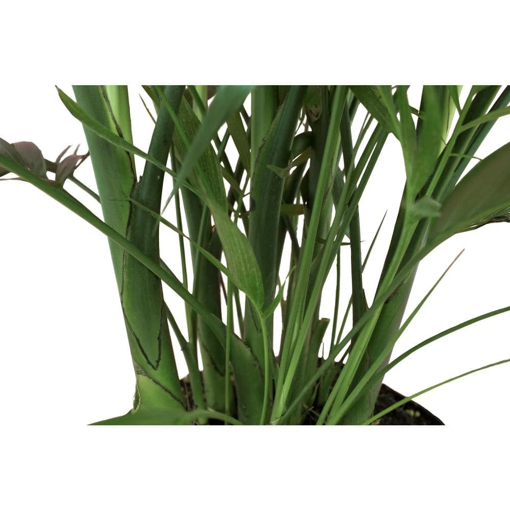 Best Pirce 😀 Costa Farms Cateracterum Palm Cat Palm Plant in 9.25 in. Gray Planter 😍 - Image 7