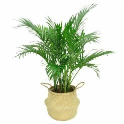 Best reviews of 🌟 Costa Farms 9.25 in. Cateracterum Palm (Cat Palm) Plant in Natural Decor Basket ⭐