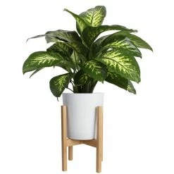 Outlet 🛒 Costa Farms 10 in. Dumb Cane, Dieffenbachia Plant in White Cylinder Pot and Stand 🎉