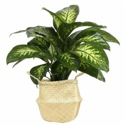 Top 10 🌟 Costa Farms 10 in. Dumb Cane, Dieffenbachia Plant in Natural Basket 😉