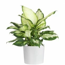 Brand new 💯 Costa Farms Dumb Cane, Dieffenbachia Plant in 6 in. White Cylinder Pot 🌟