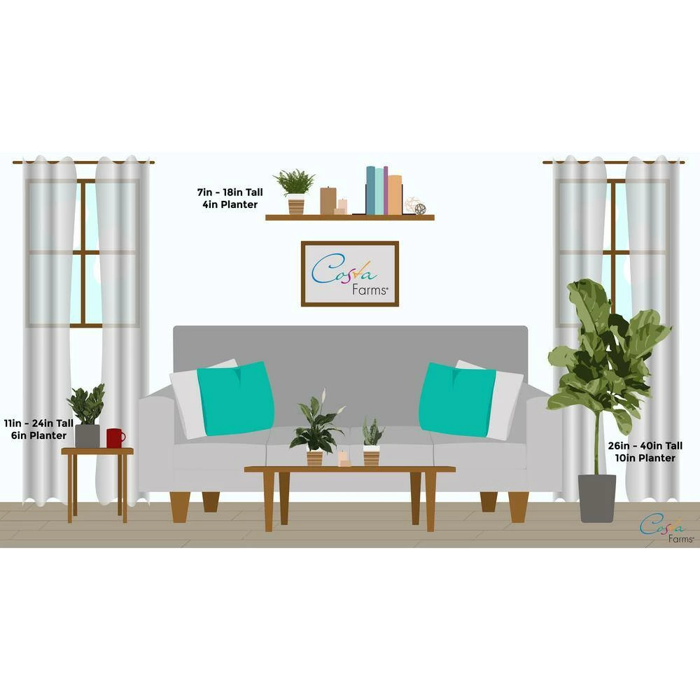 Budget ❤️ Costa Farms Dumb Cane, Dieffenbachia Plant in 6 in. Home Sweet Home Ceramic ⌛ - Image 4