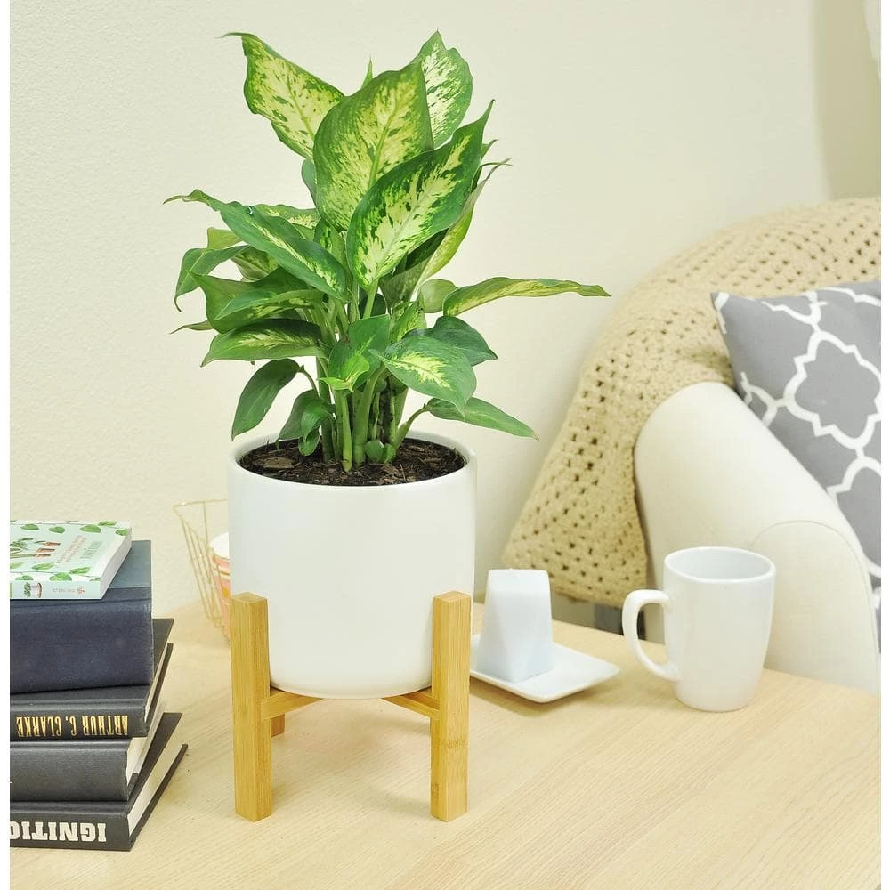 Budget ❤️ Costa Farms Dumb Cane, Dieffenbachia Plant in 6 in. Home Sweet Home Ceramic ⌛ - Image 3