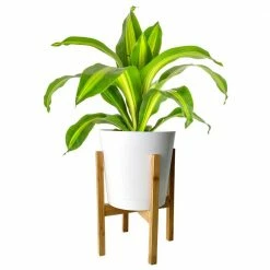 Discount 🌟 Costa Farms 10 in. Dracaena in White-Wood Decor Pot ⭐