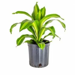 Top 10 โ๏ธ Costa Farms 10 in. Dracaena in Black Grower Pot ๐ฏ