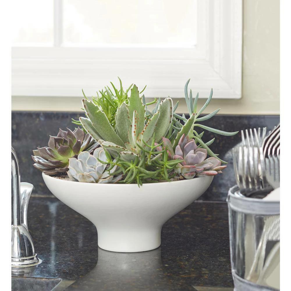 Cheap 🛒 Costa Farms 2.5 in. Grower's Choice Echeveria in 2 Tone Ceramic 🥰 - Image 4