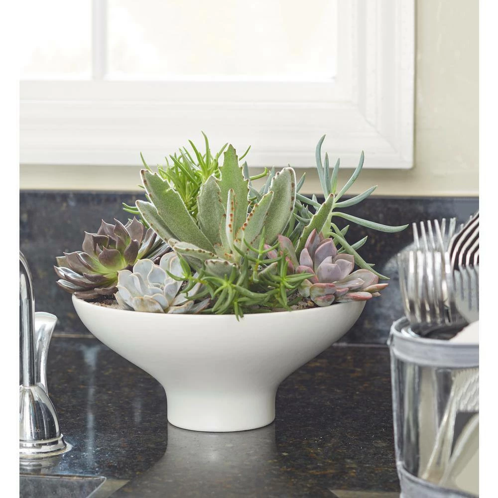 Cheap 🛒 Costa Farms 2.5 in. Grower's Choice Echeveria in 2 Tone Ceramic 🥰 - Image 3